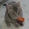 Squirlz